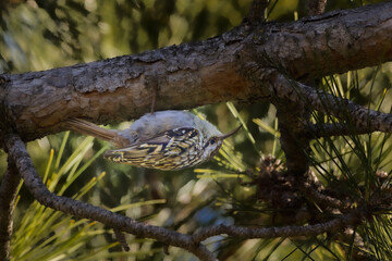 Short-toed Treecreeper perched on a tree branch in the morning light