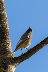 Black Redstart perched on a tree branch in the morning light