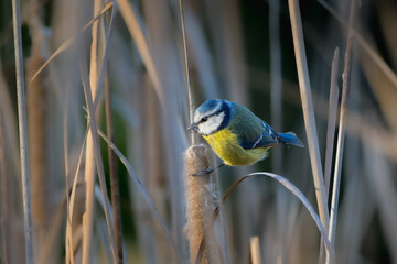 Eurasian Blue Tit in reeds in morning light