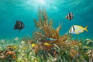 Tropical fish with coral underwater below water surface in the Caribbean sea, natural scene, Greater Antilles, Cuba