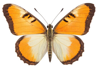 butterfly isolated on white, transparent background, PNG AI generated