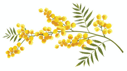 Mimosa Branch isolated on white background. Spring 