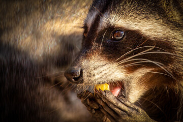 close-up of a raccoon holding food in paw and eating