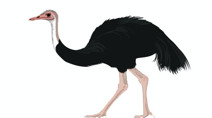 Ostrich bird. Vector isolated on the white background