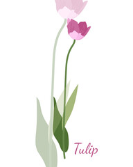 the simple isolated solo pink tulip on white background vector illustration