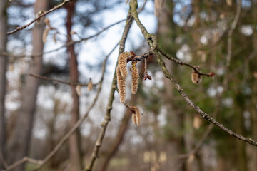 Close up shot of a female flower of pussy willow on a branch in spring