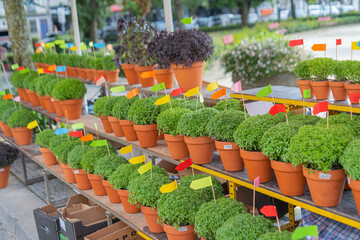 Lot of Manjerico plants with flags in a pots on the market stall. Plant for Traditional Summer festival in June San Juan, Portugal