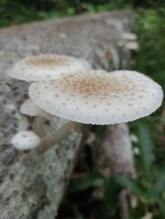 Fungus1