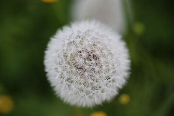 Dandelion on an alpine meadow on a summer morning. Dew inside a dandelion. Someone has seen dew on...