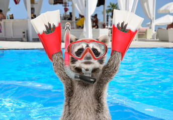 Portrait of a funny raccoon in a diving mask and flippers against the background of a swimming pool