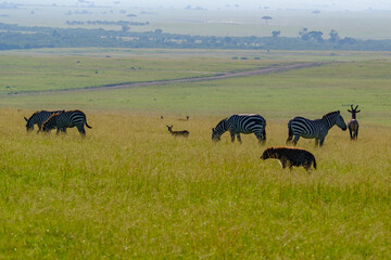 In Masai mara, hyenas search for prey