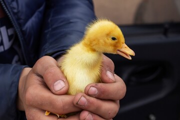 The scene portrays a duckling nestled in the palm of the farmer's hand