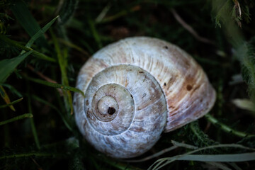Macro snail