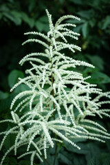 Macro flowers