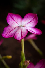 Macro flowers