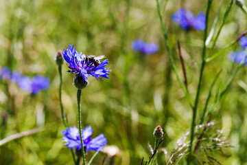 Cornflower flowers and a bee collecting nectar on a summer field on a sunny day, soft selective focus. Summer floral background