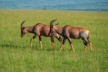 There are many species of gazelles in the Masai mara