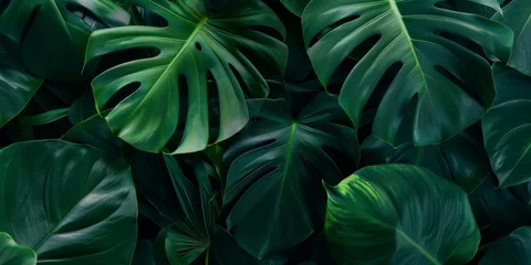 Fotobehang green tropic leaf background © Denis