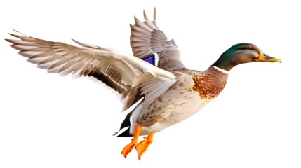 Duck png picture