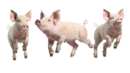 Pig png picture