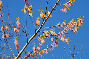 Eschenahornblüten, blauer Himmel