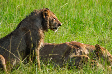 The king of the Masai mara feeds on a family of great lions
