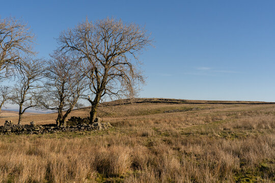 small copse of trees on Northumberland moor