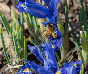 Iris and bees