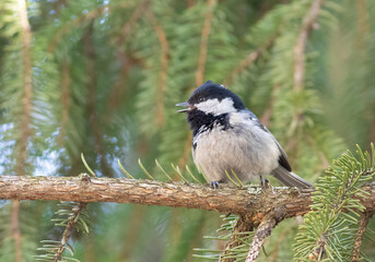 Obraz premium Coal tit, Periparus ater. A bird sings sitting on a spruce branch