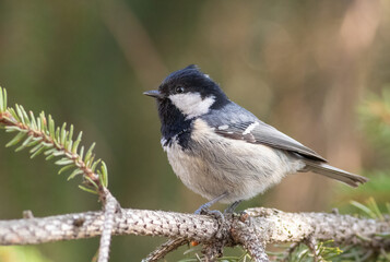 Obraz premium Coal tit, Periparus ater. A bird sits on a spruce branch