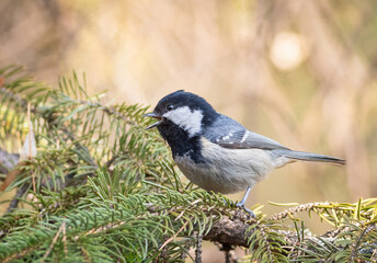 Coal tit, Periparus ater. A bird sings sitting on a spruce branch