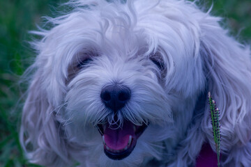 close up portrait of a dog