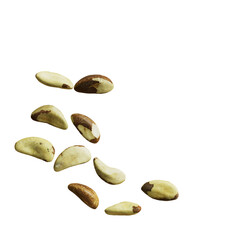 브라질 너트 Brazil nut