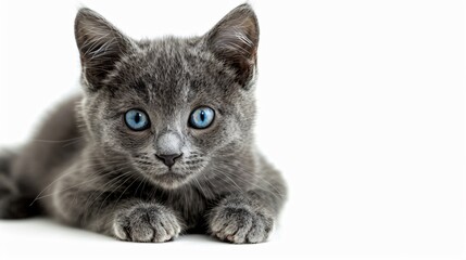 A Chartreux cat