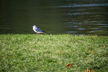 bird in the grass