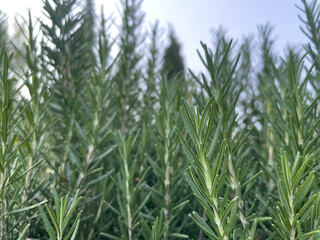 green rosemary field