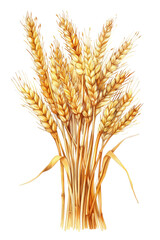 Fototapeta premium A sheaf of ripe wheat tied with a ribbon, isolated on white, represents harvest, agriculture, and natural food resources, transparent background