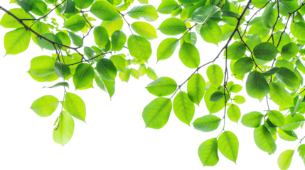 green tree branches PNG transparent background 