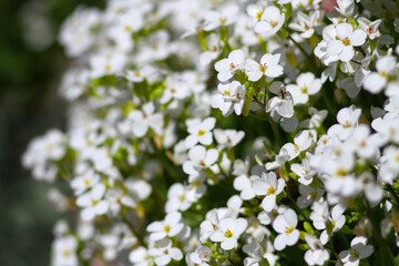 Beautiful small white flowers in the garden. Selective focus. Alyssum (Lobularia maritima). Floral background.