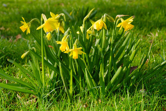 Bl&uuml;hende Osterglocken, Narzissen (Narcissus), Nordrhein-Westfalen, Deutschland, Europa