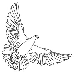 Vector christian card and hand drawn doodle element pigeon . Modern brush calligraphy. Ink handwriting inscriptions. Typography and lettering.