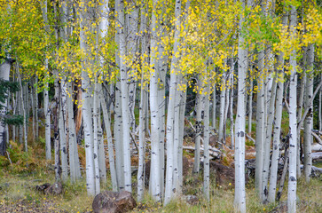 Aspen Trees Flagstaff Arizona