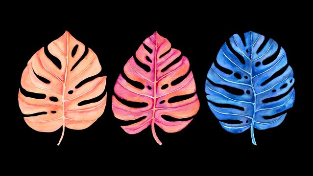 mostera leaves isolated