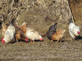 Group of chickens and roosters in Maramures, Romania