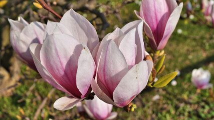 Magnolienbl&uuml;te rot.wei&szlig;