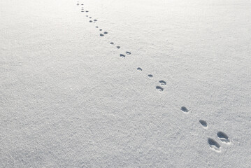Hare tracks in freshly fallen snow in Frösön, Sweden. Cold winter day.