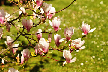 Magnolienblüte rot-weiß