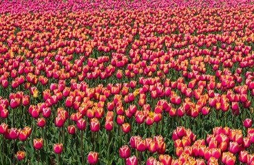 A tulip field in full bloom near Egmond aan Zee/Netherlands