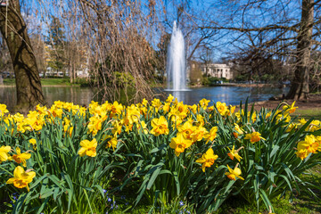 Close-up of yellow blooming daffodils in the park of Wiesbaden Germany