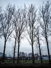 Rooks and their nests in the trees by the river.